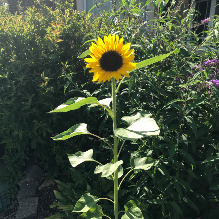 A vibrant, healthy sunflower in full bloom surrounded by lush green foliage in an outdoor garden setting.