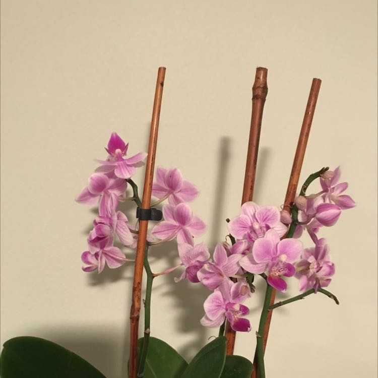 Lola, Cynthia, & Sylvia