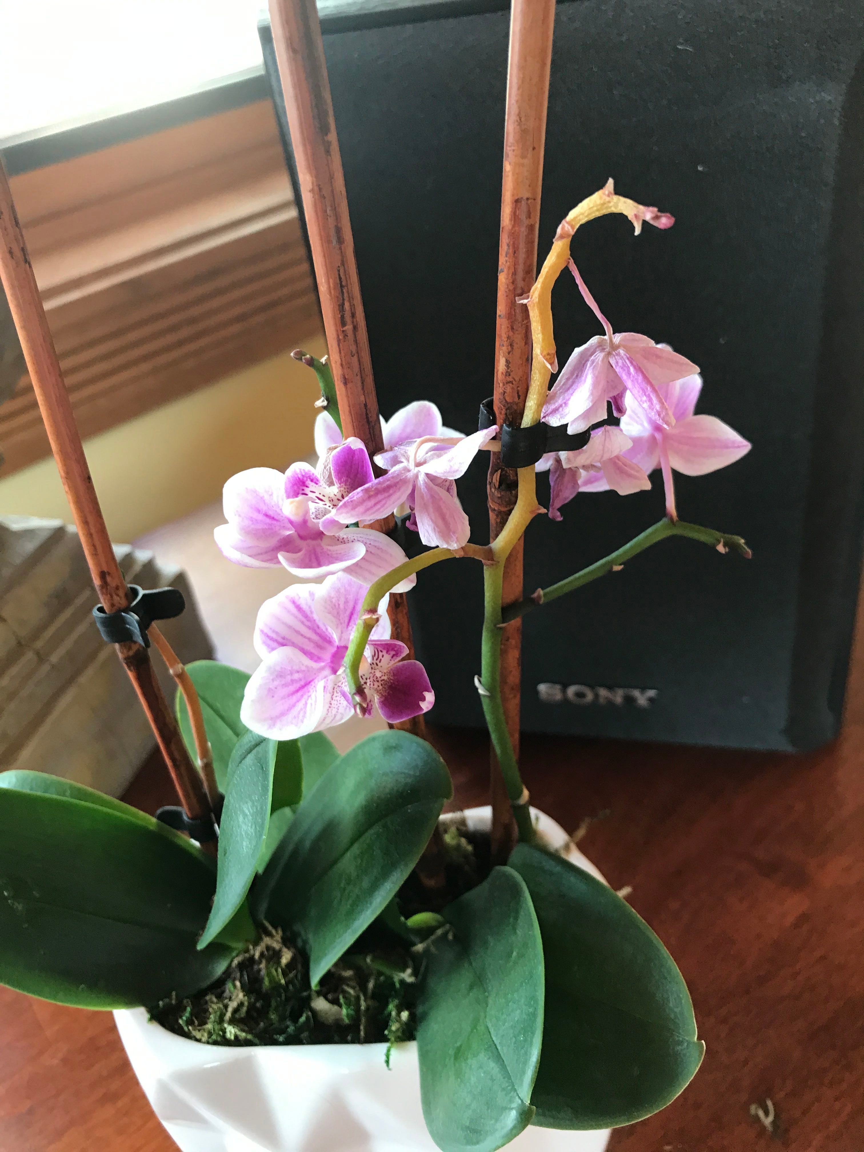 Bergon's Orchid Plant Care Water, Light, Nutrients Greg App 🌱