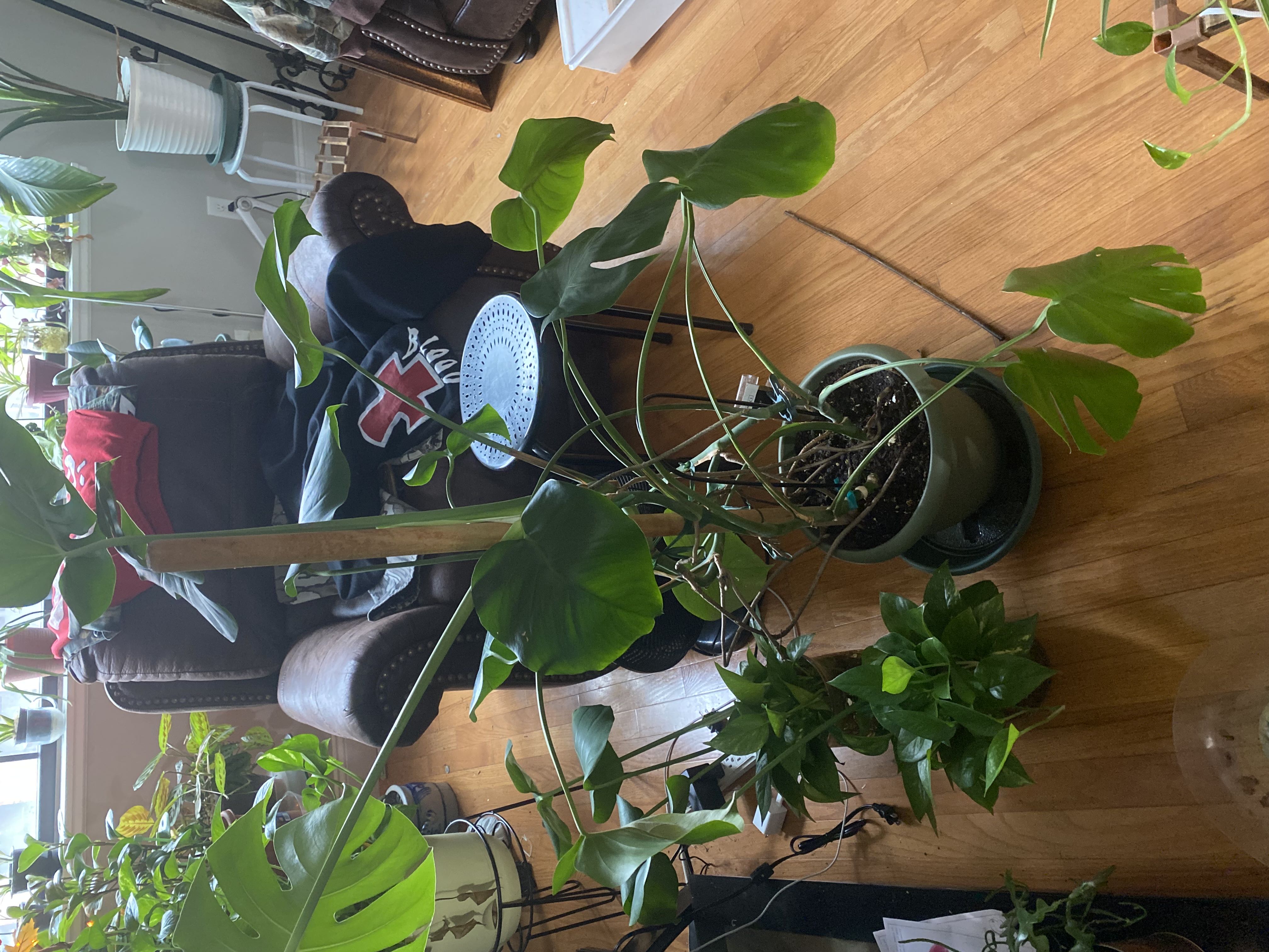 Photo from the post