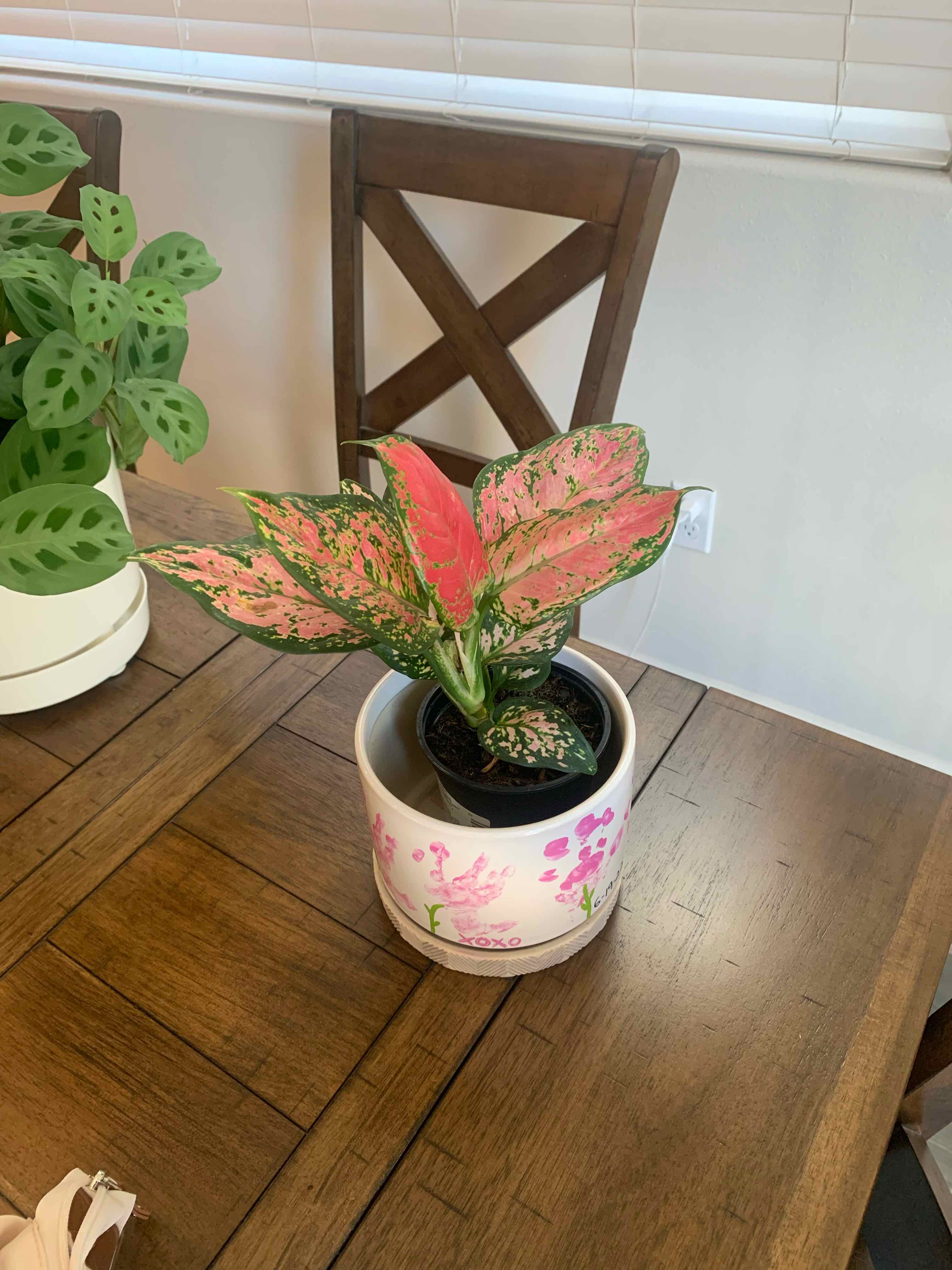 Aglaonema 'Red Valentine' plant with vibrant pink and green leaves on a wooden table.