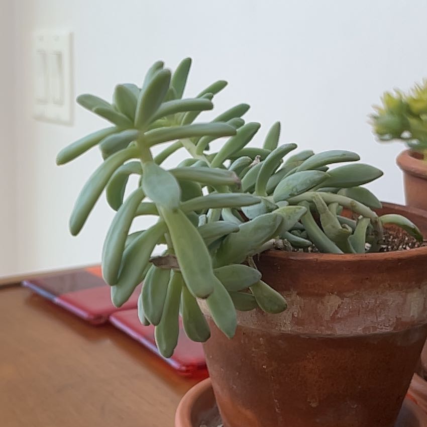 Pale Stonecrop succulent in a terracotta pot, healthy with no visible discoloration.