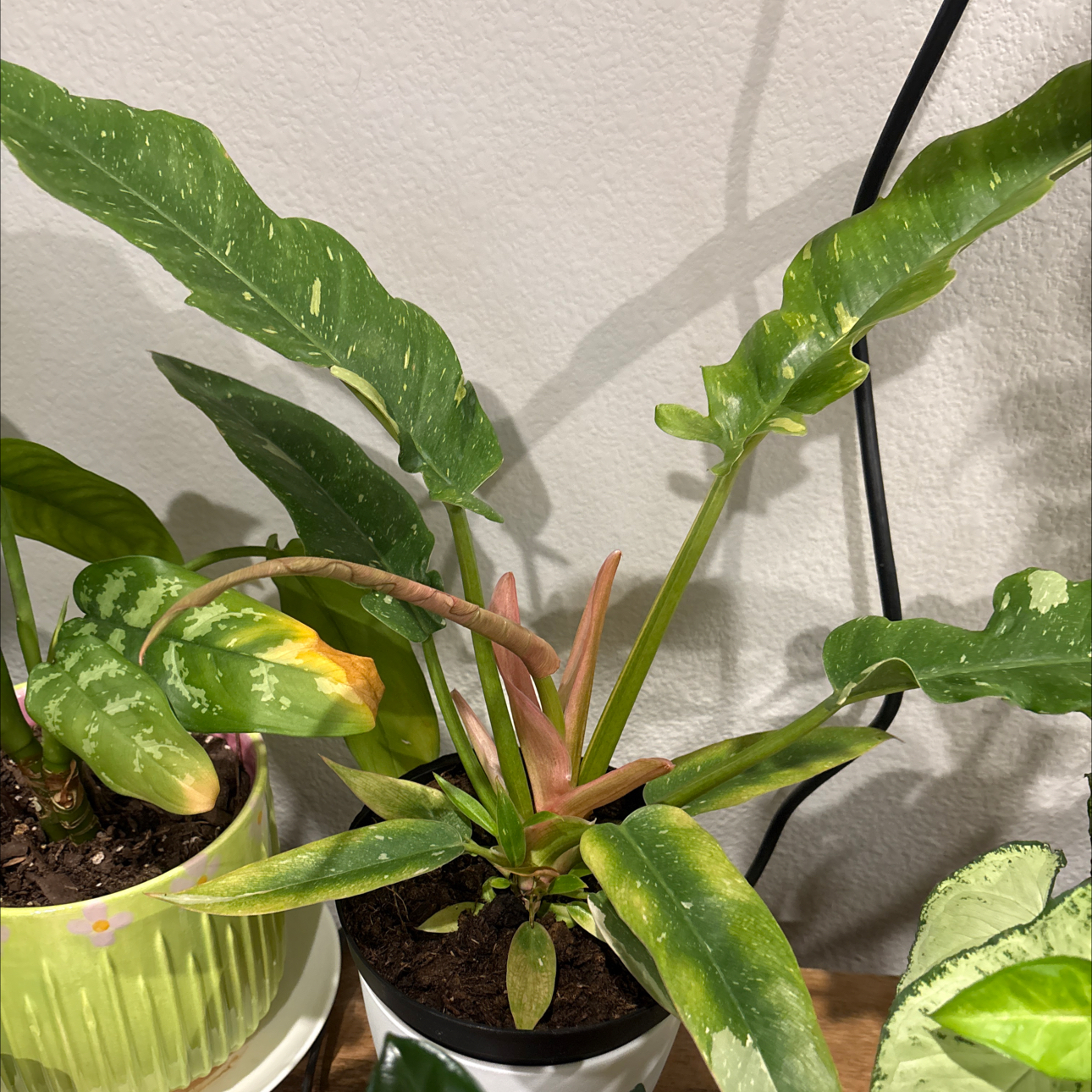 Photo of the plant species Ring Of Fire by @CoordinatedGray named Rosa on Greg, the plant care app