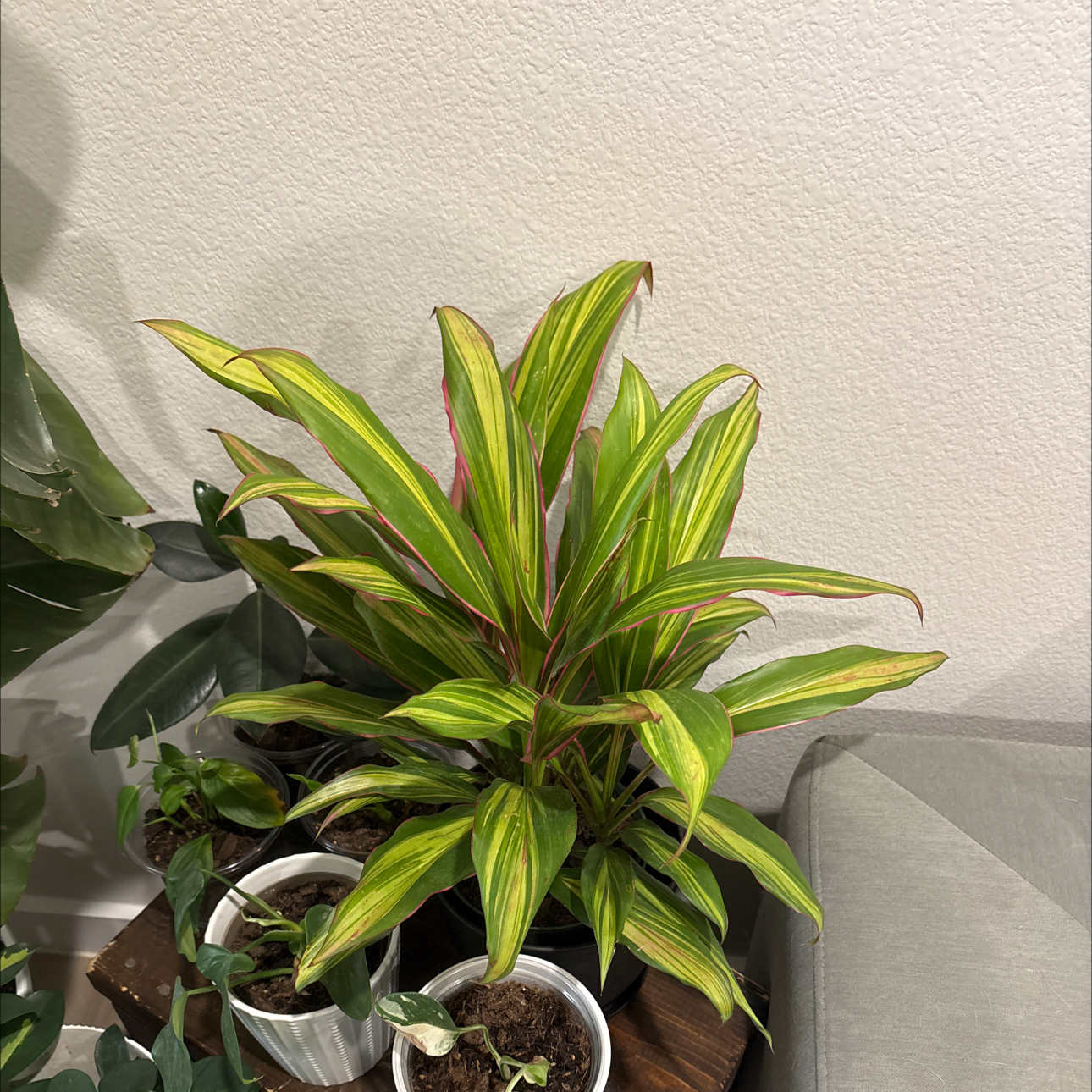 Photo of the plant species Cordyline fruticosa 'Pink Diamond' by @CoordinatedGray named Clooney on Greg, the plant care app