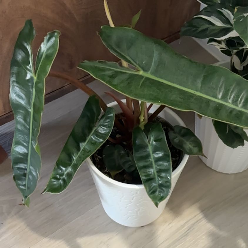 Photo of the plant species Philodendron 'Black Billietae' by @CoordinatedGray named James Dean on Greg, the plant care app