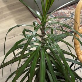 Photo of the plant species Madagascar Dragon Tree by @CoordinatedGray named Kylie on Greg, the plant care app