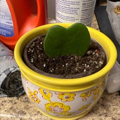 Sweetheart Hoya plant