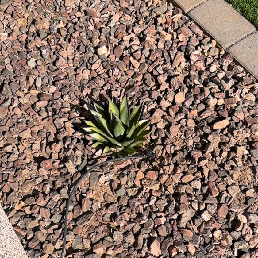 Photo of the plant species Coastal Agave by @JesterViszsla named Dolores on Greg, the plant care app