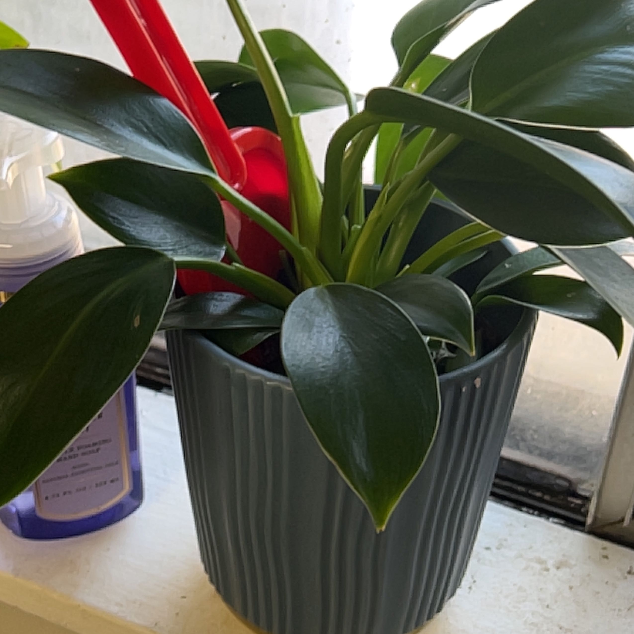 A healthy Green Princess plant in a pot with dark green, glossy leaves.