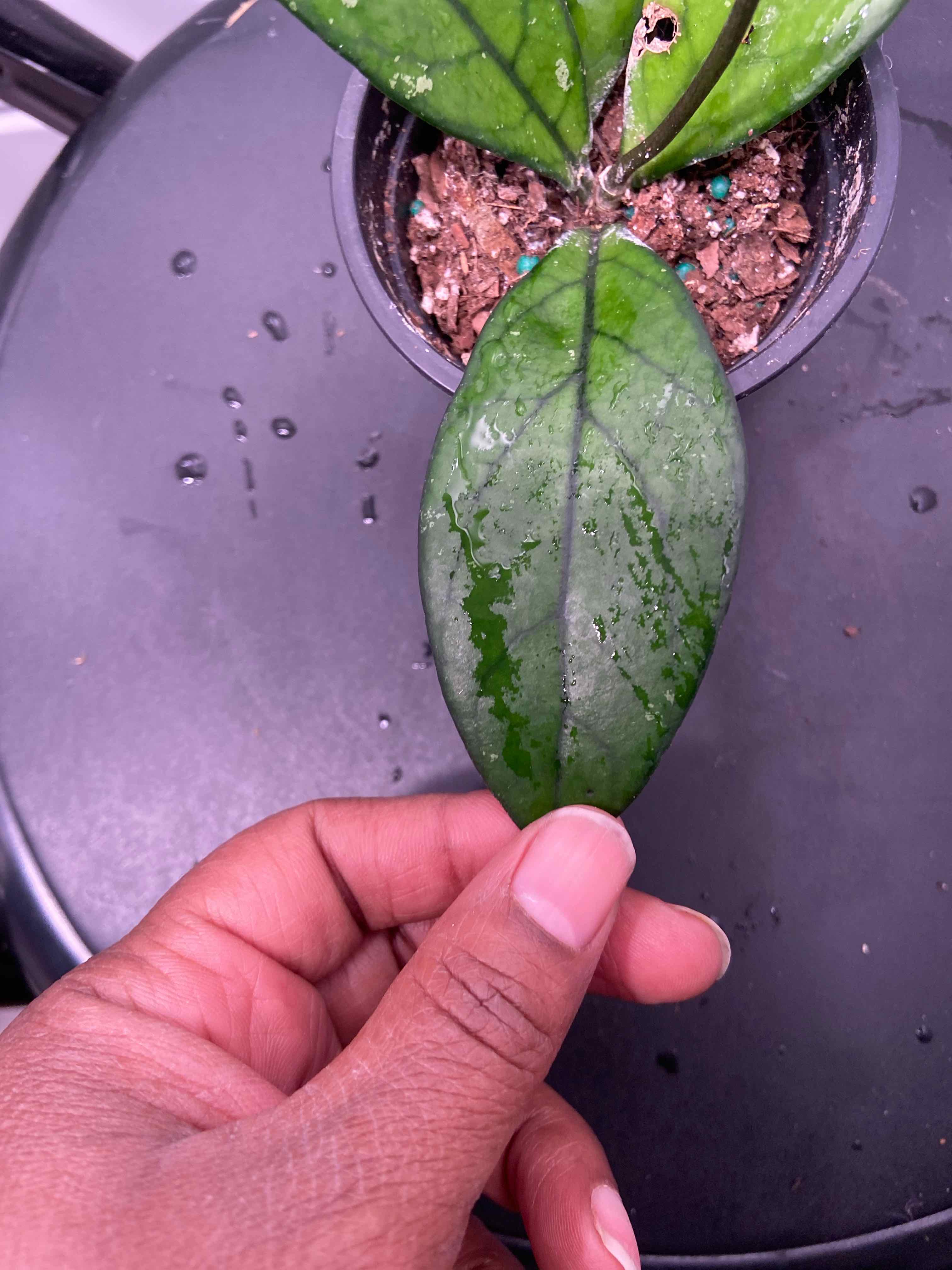 Hoya crassipetiolata plant with visible soil and a hand holding a leaf.