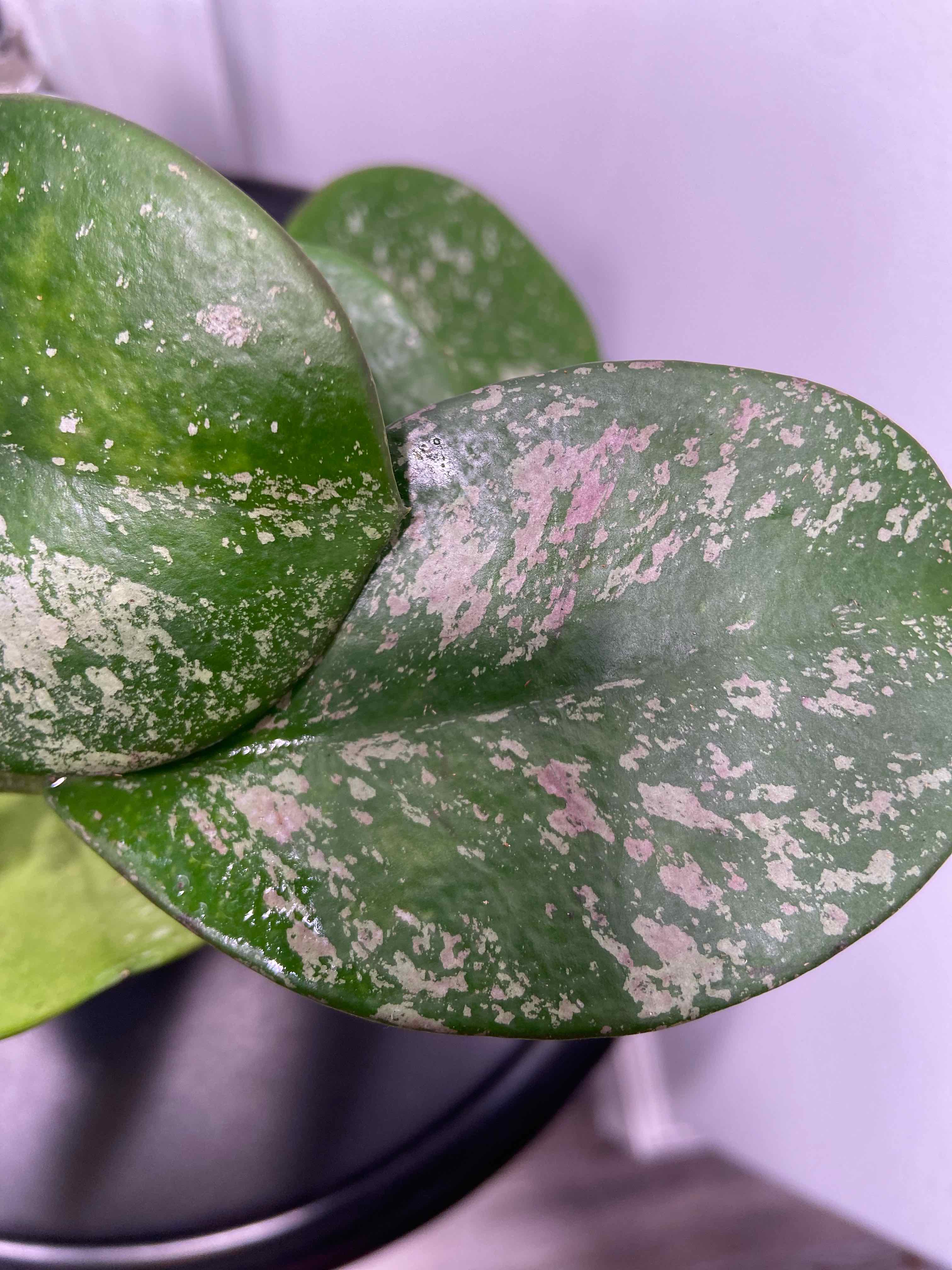 Close-up of a healthy Splash Hoya Obovata plant with characteristic splash patterns on the leaves.