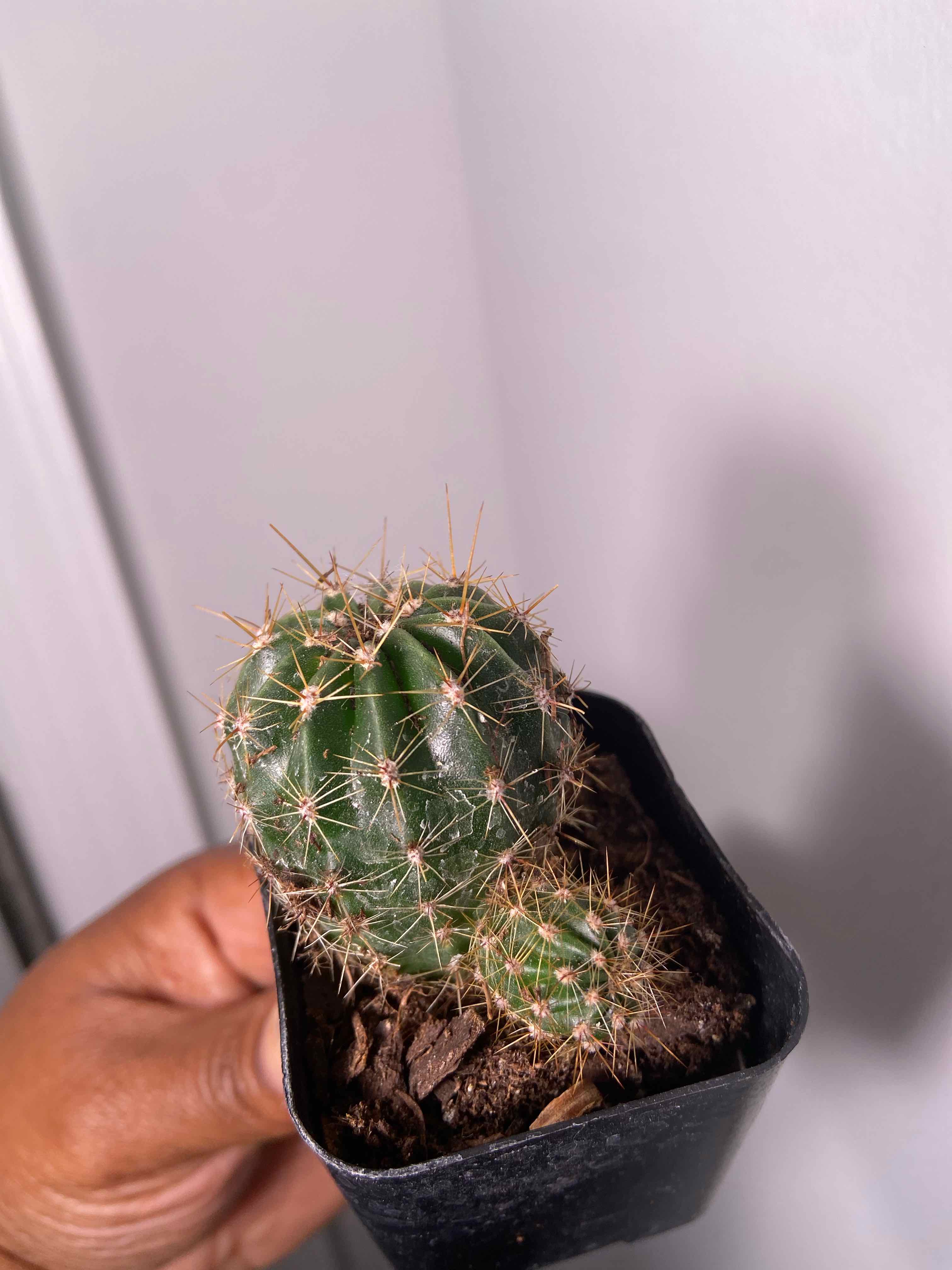 Echinobivia 'Rainbow Bursts' cactus in a black pot, held by a hand.