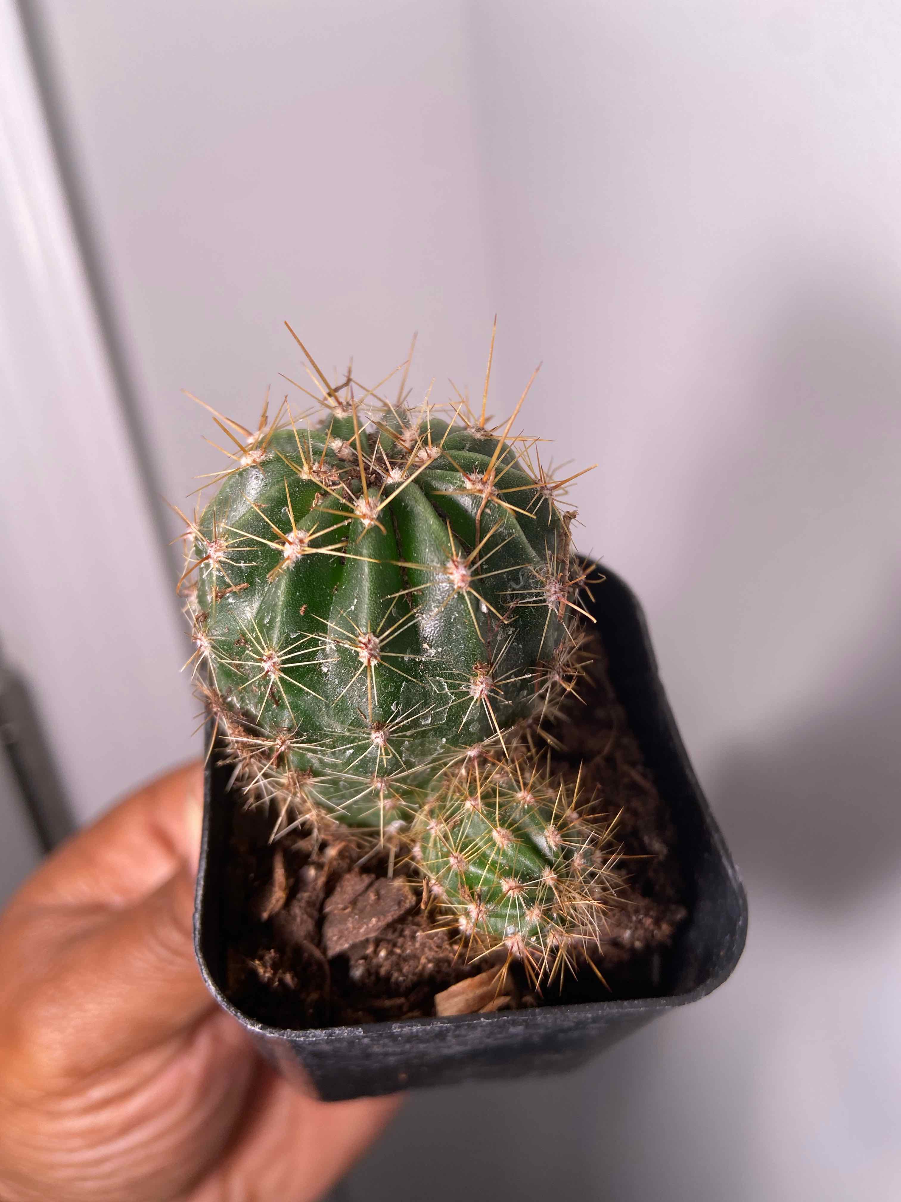 Potted Echinobivia 'Rainbow Bursts' cactus held by a hand, appears healthy.