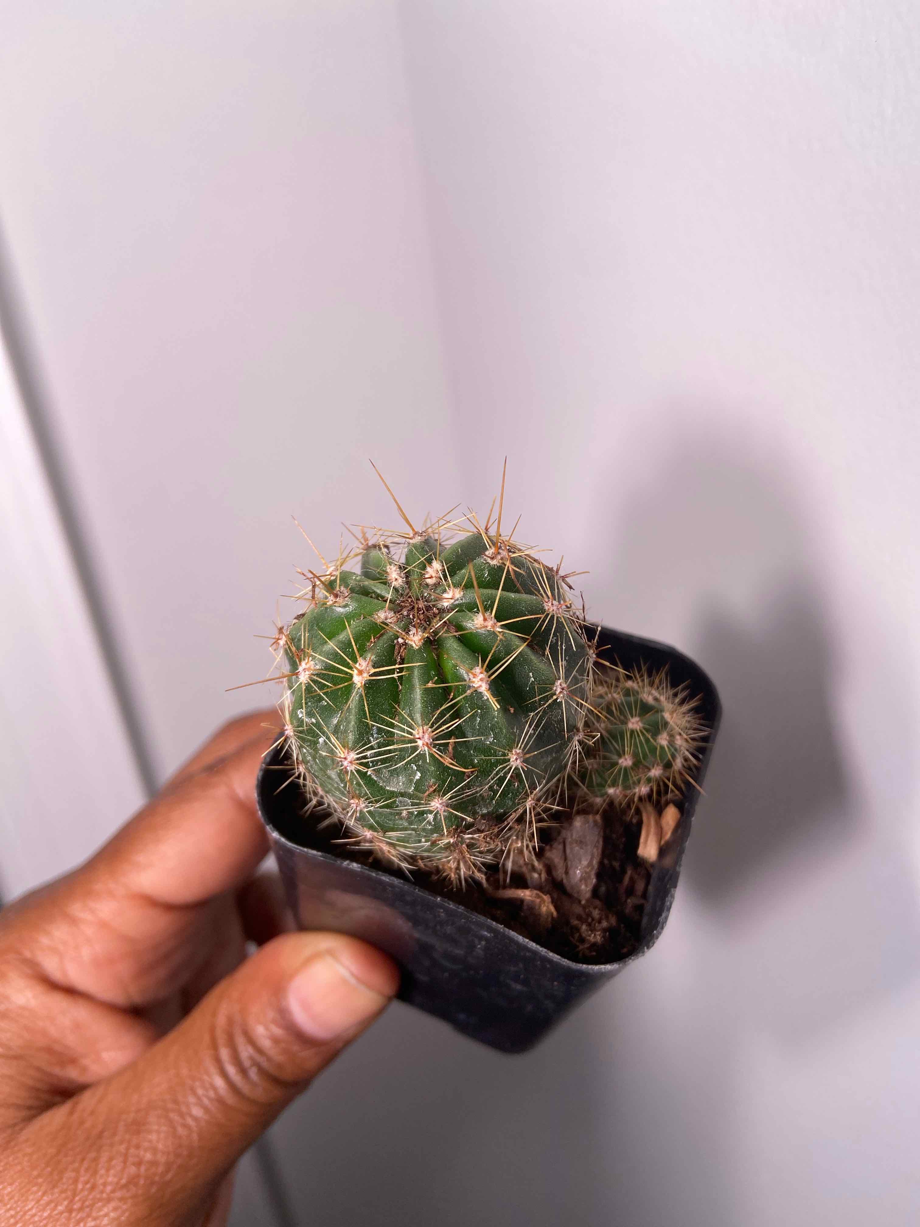 A healthy Echinobivia 'Rainbow Bursts' cactus in a black pot, held by a hand.