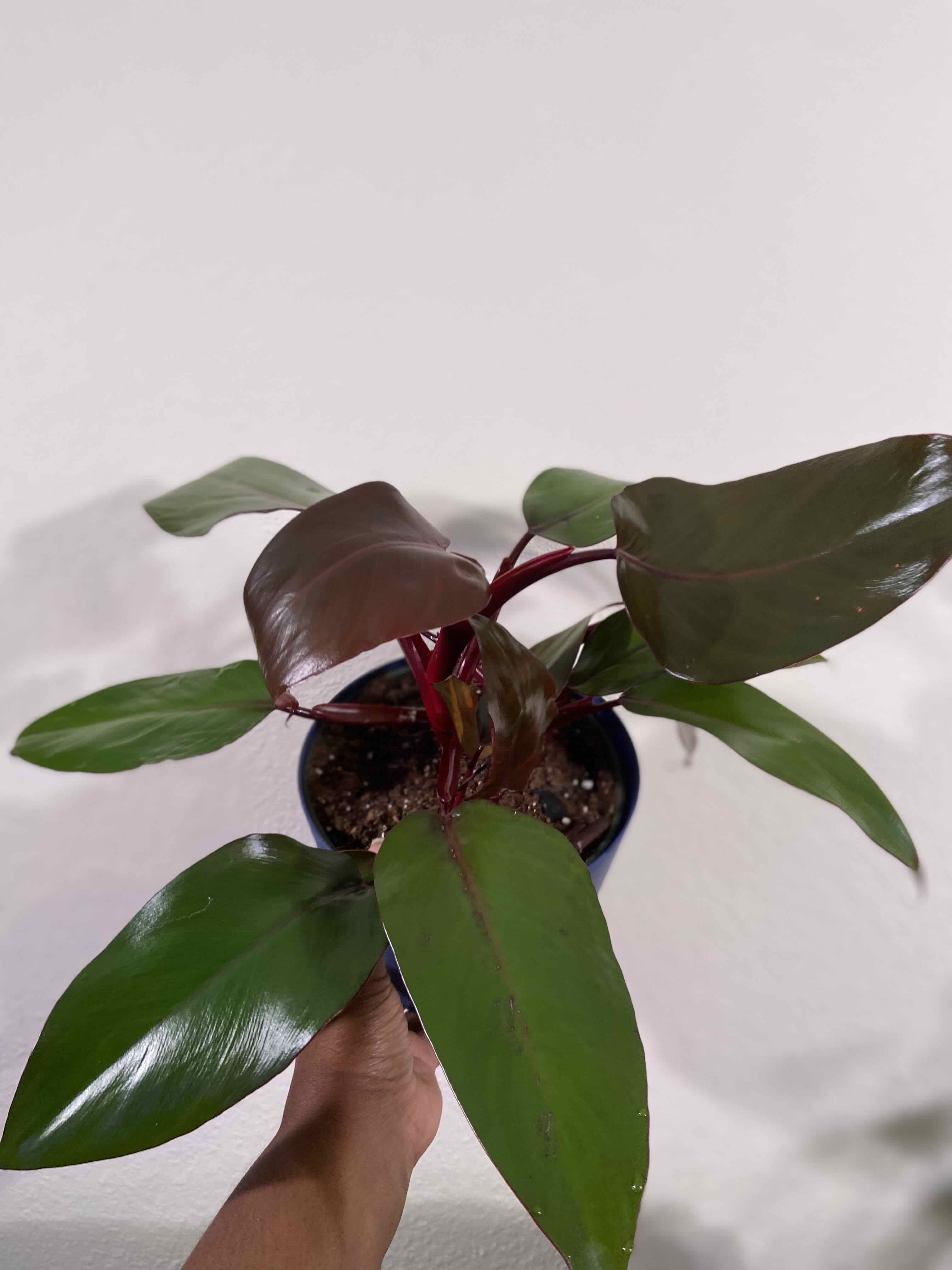 Royal Queen Philodendron plant with healthy green and reddish-brown leaves in a pot with visible soil.