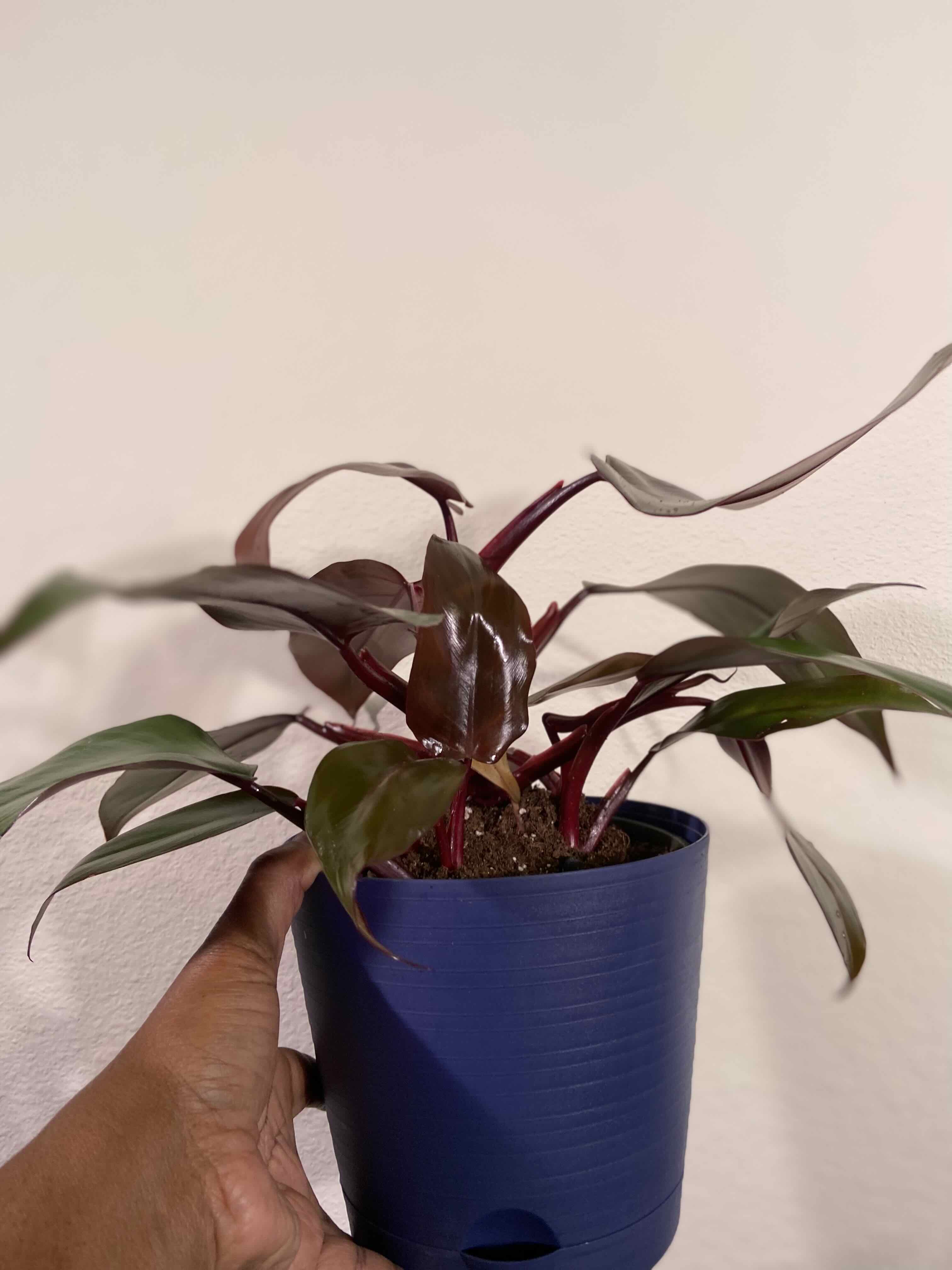 Royal Queen Philodendron plant in a blue pot, held by a hand, with visible soil.