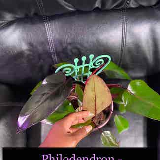 Royal Queen Philodendron plant in Somewhere on Earth