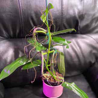 Philodendron Oxapapense AFF plant in Somewhere on Earth