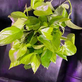 Neon Pothos plant in Somewhere on Earth