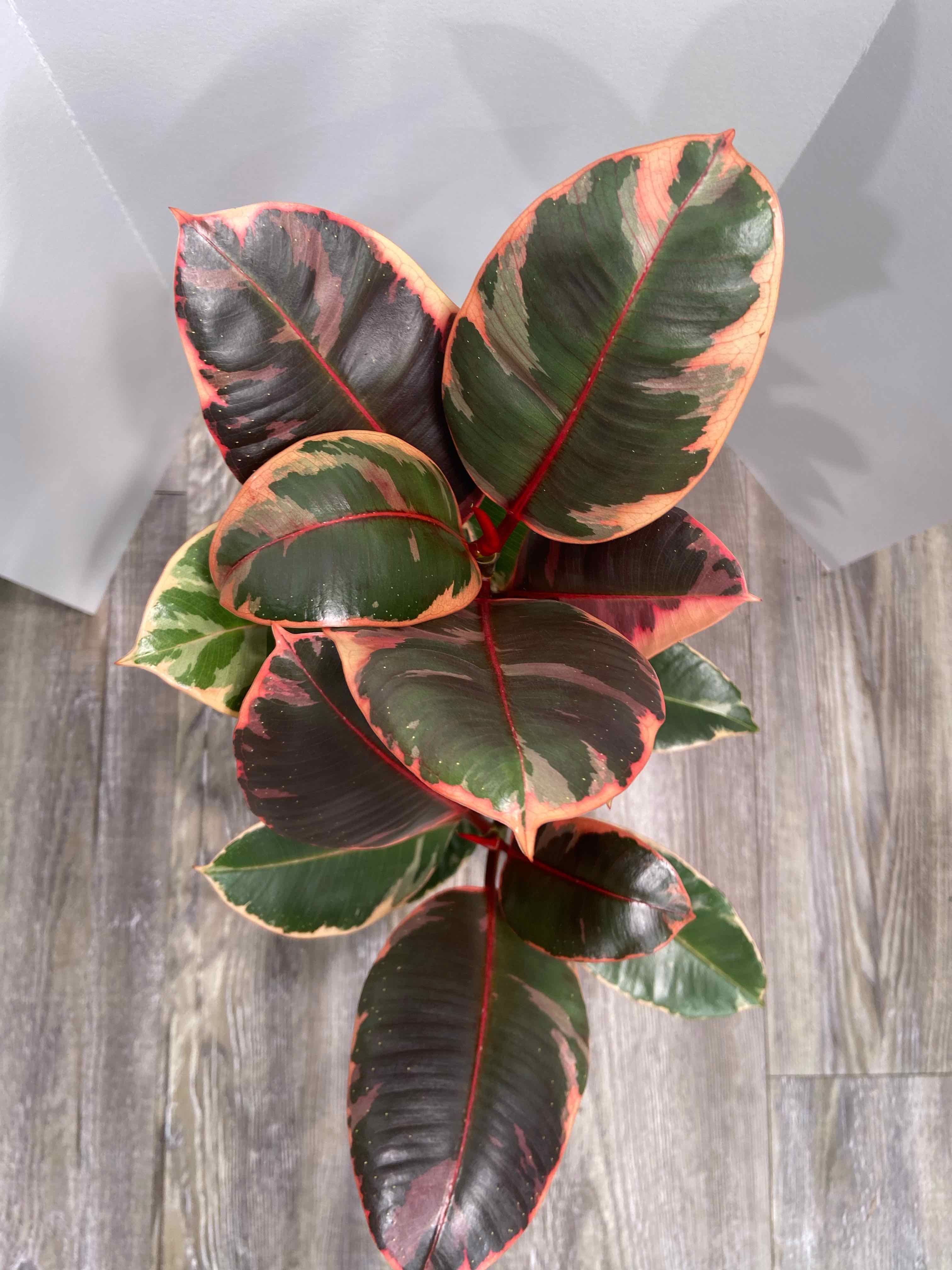 Photo of the plant species Ficus 'Ruby' by @AwesomePlants named Ficus on Greg, the plant care app