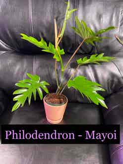 Philodendron mayoi plant