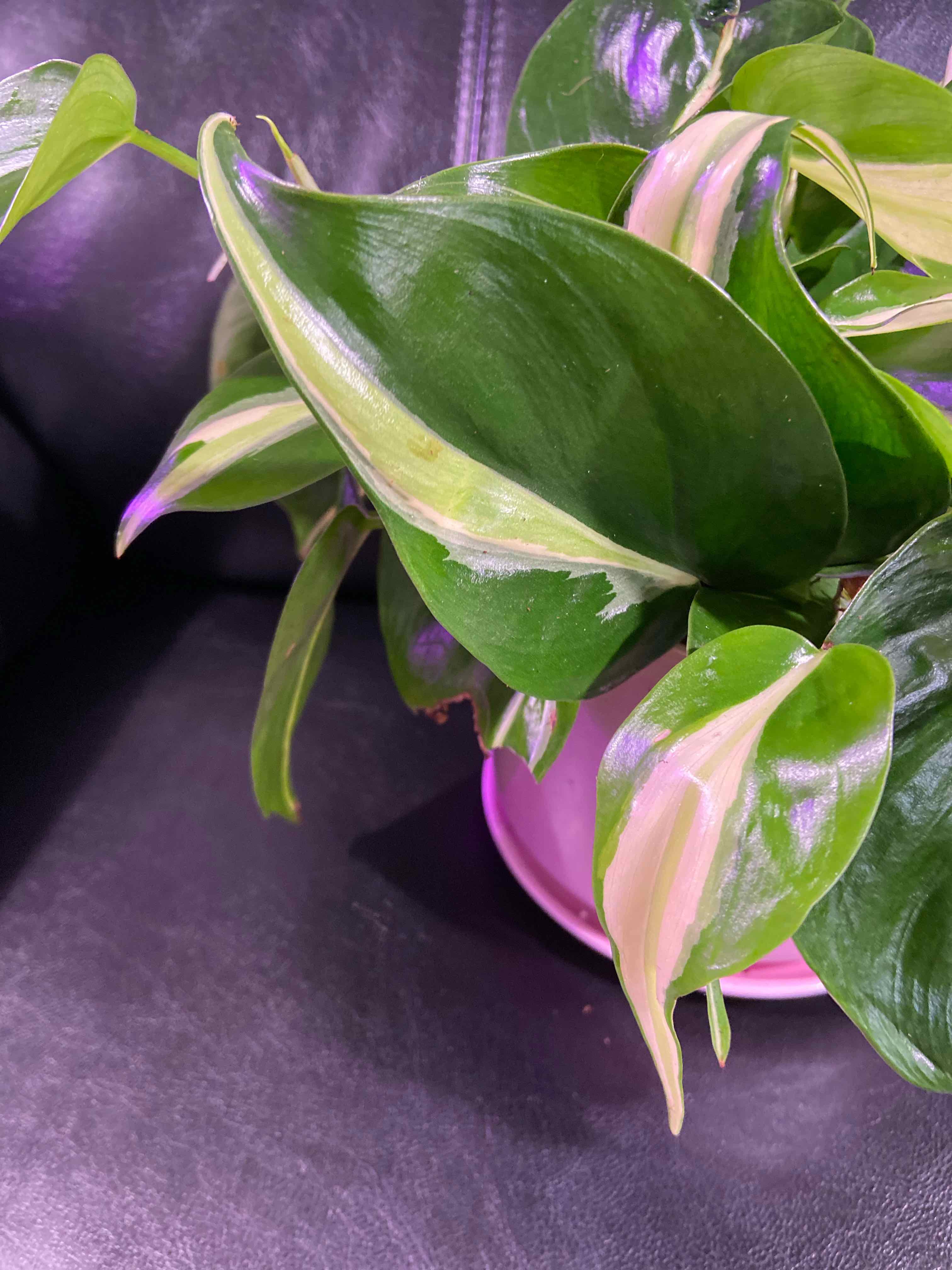 Silver Stripe Philodendron with variegated green and white leaves in a pink pot.