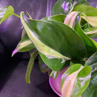 Silver Stripe Philodendron plant in Somewhere on Earth