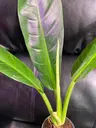 Plant care for lemon verbena on Greg, the plant care app
