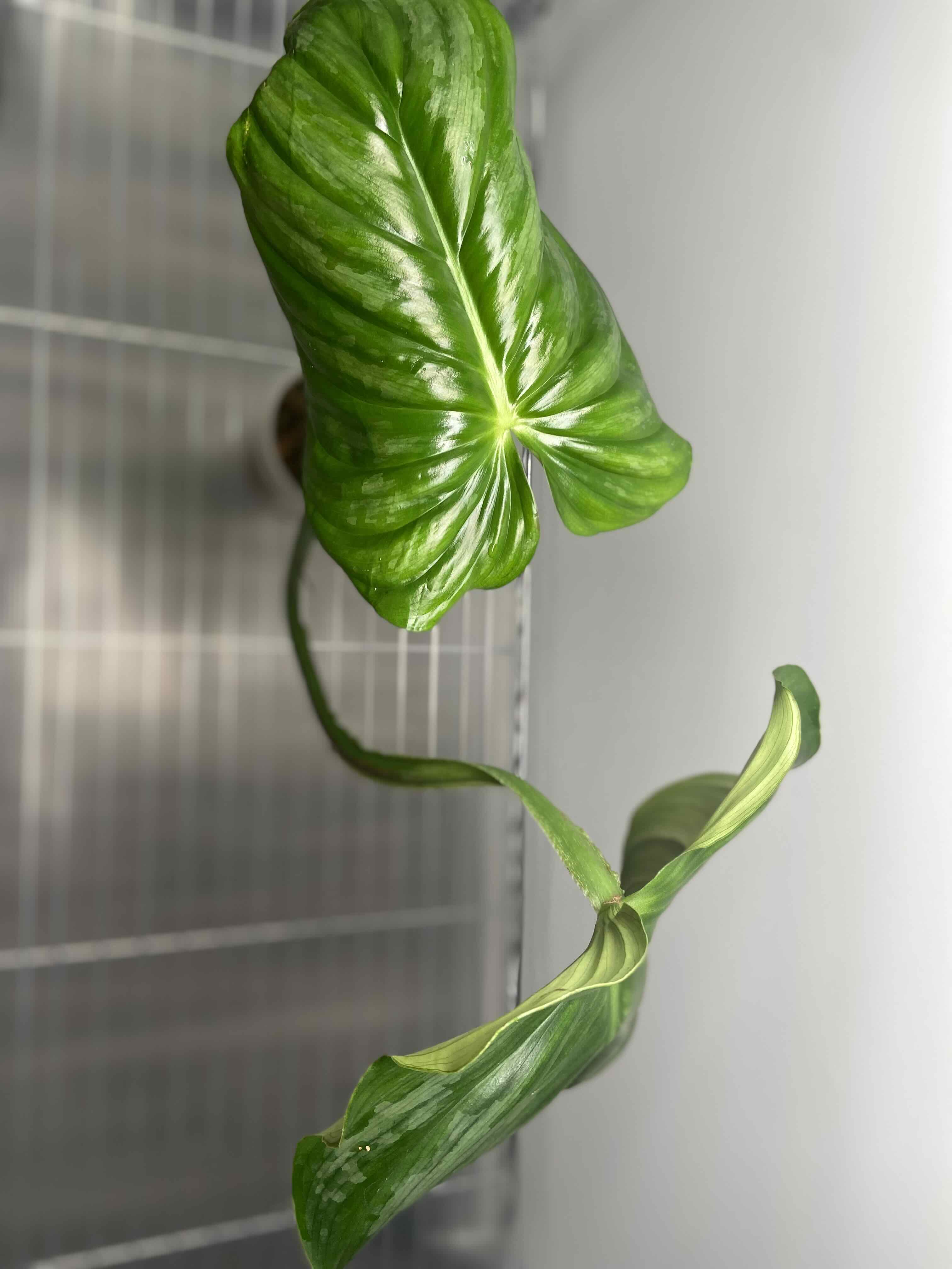 Philodendron plowmanii with two healthy green leaves, well-framed and centered.