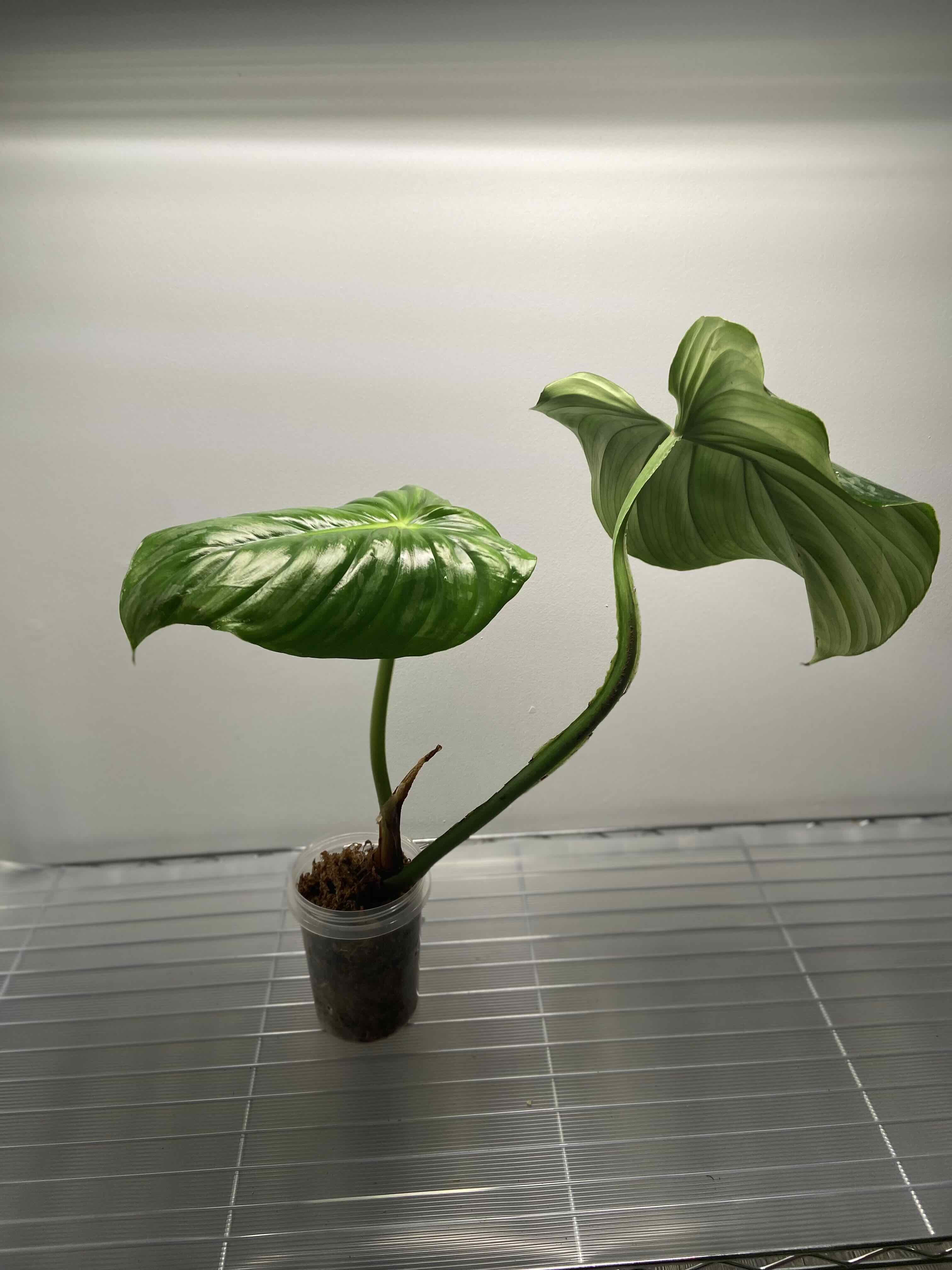 Philodendron plowmanii plant with two large green leaves in a small transparent container.