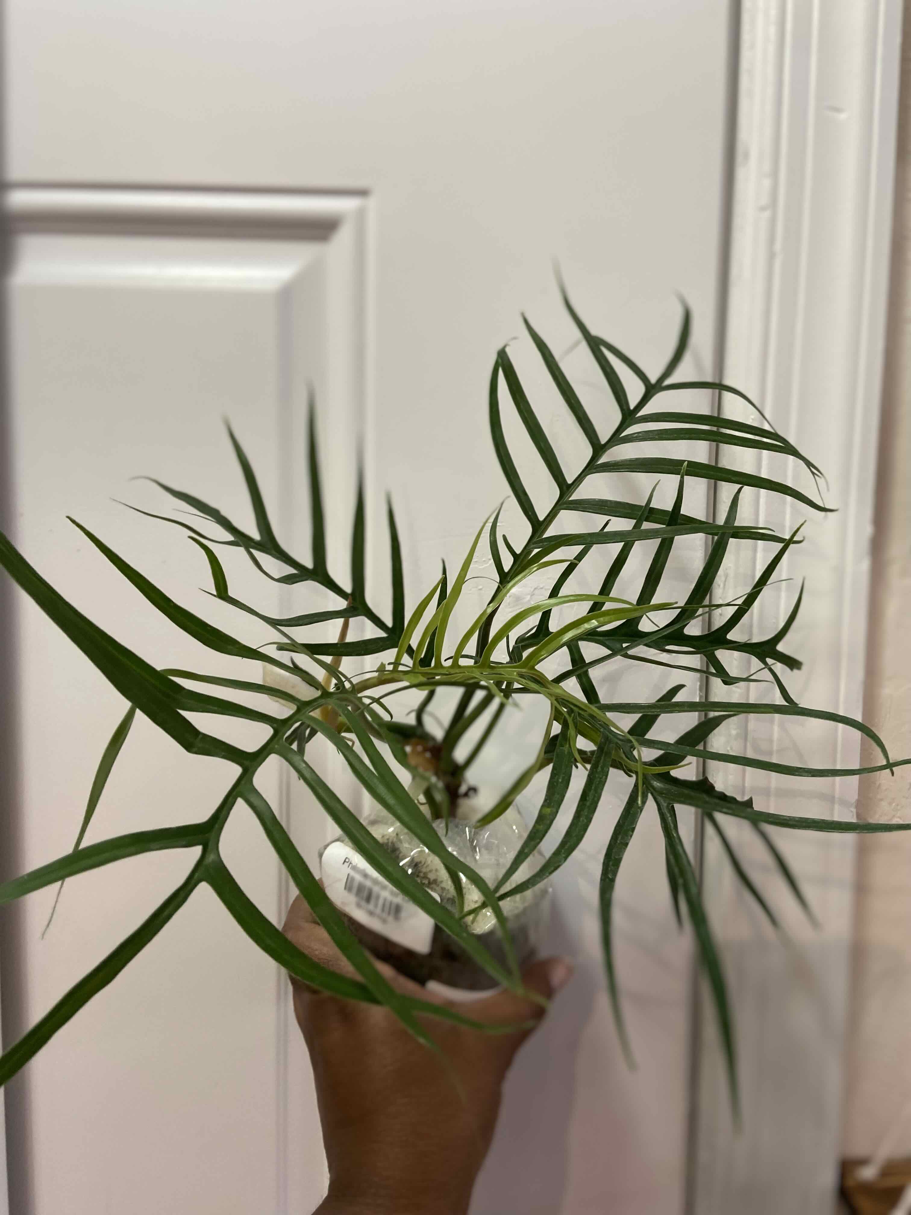 Philodendron tortum plant with elongated leaves, held by a hand. Some leaves show slight yellowing.