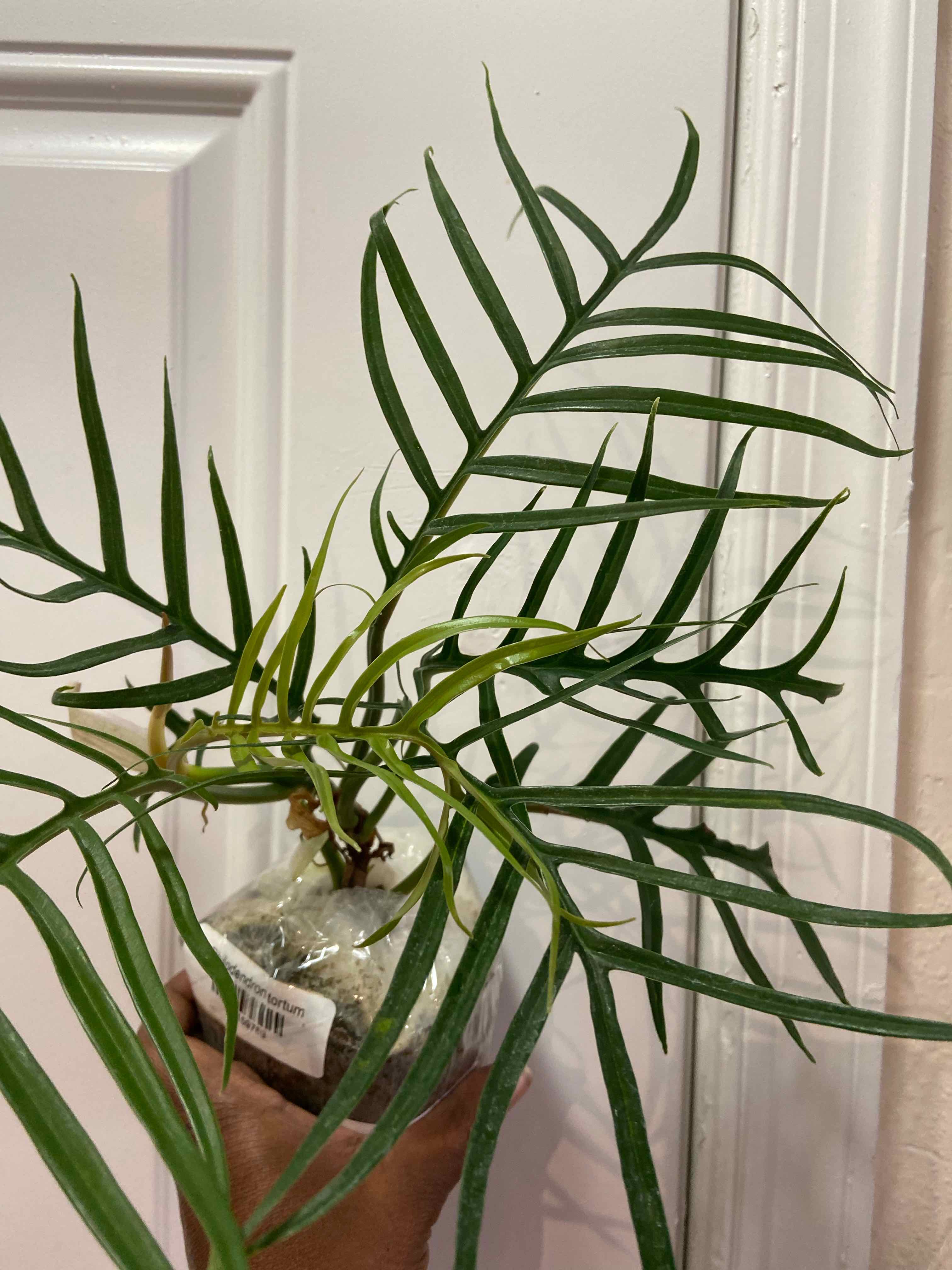 Philodendron tortum plant with long, narrow, deeply lobed leaves held by a hand.