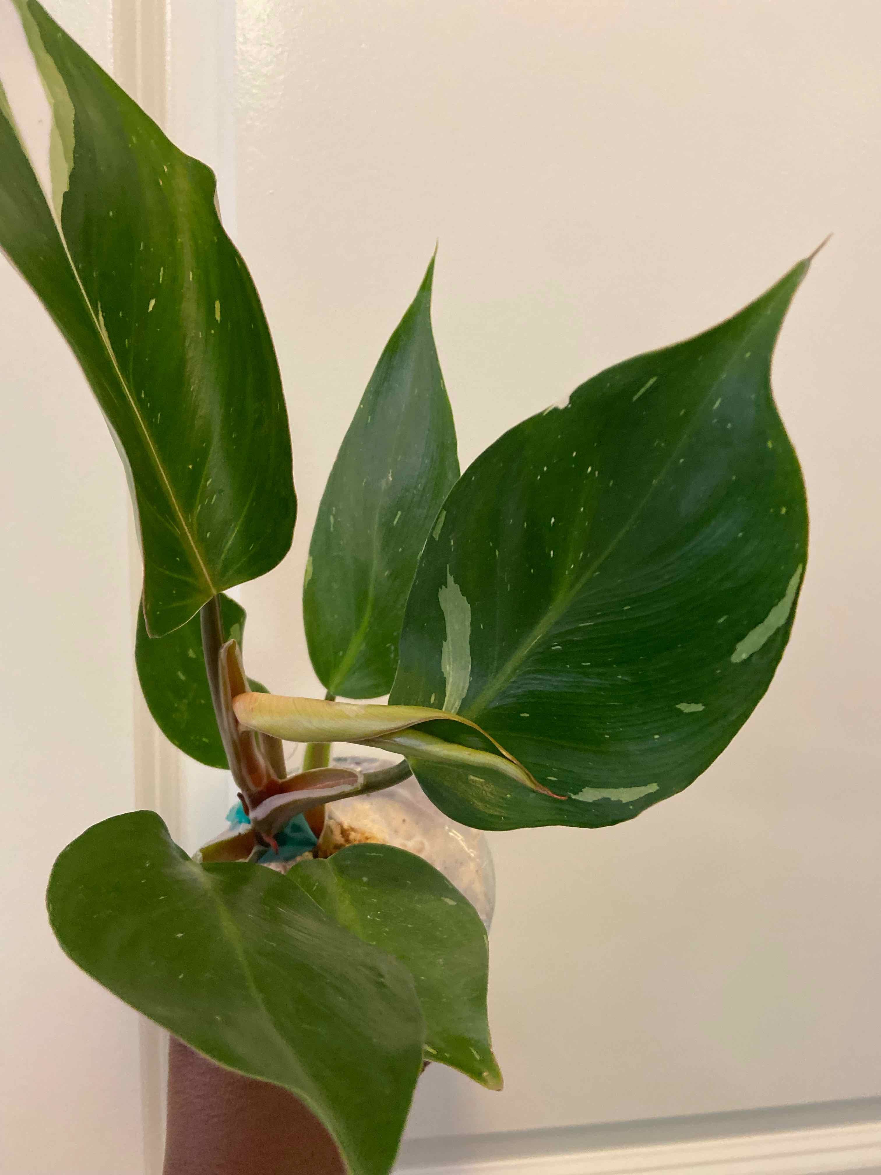 Why Are There Brown Spots on My White Knight Philodendron? 🤎