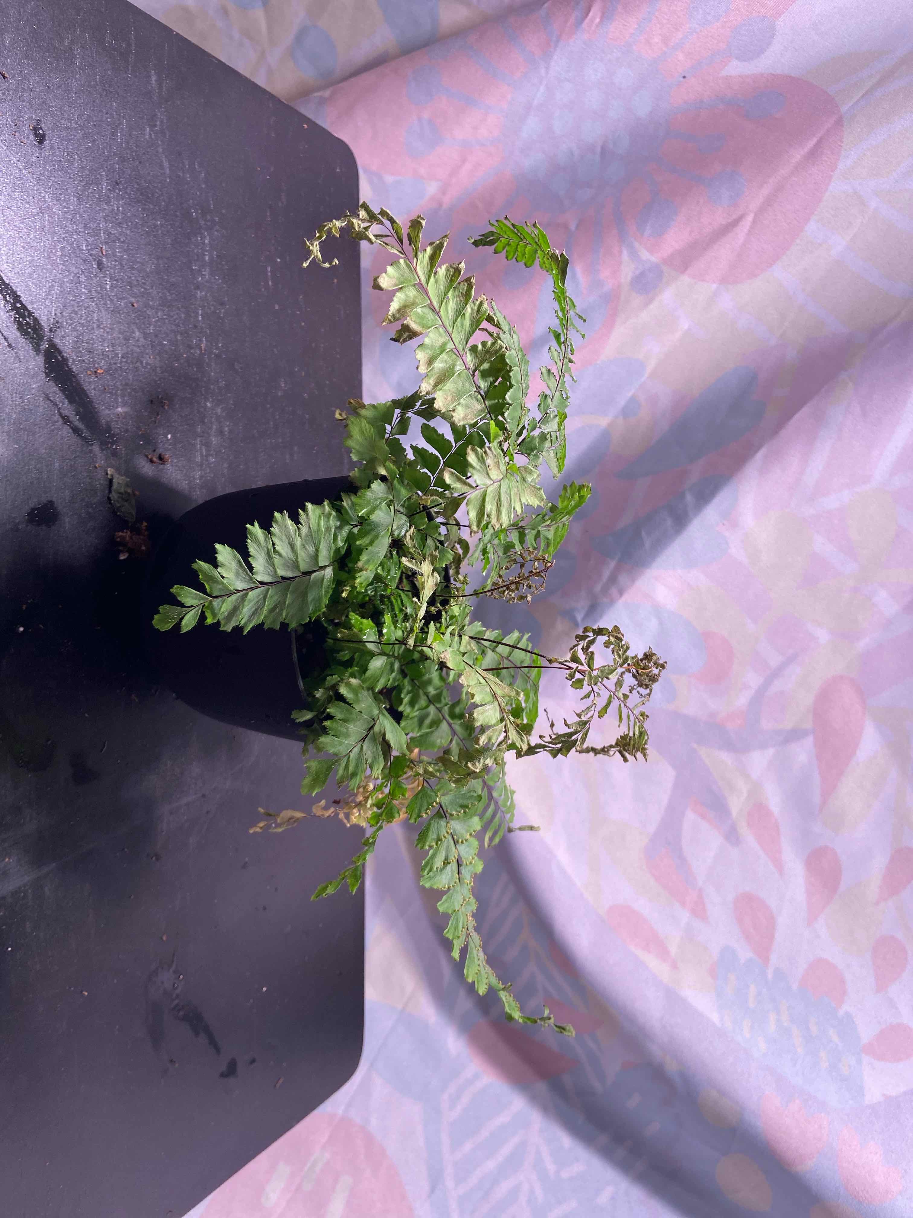 Cunningham's Maidenhair Fern in a pot with some browning fronds on a dark surface.