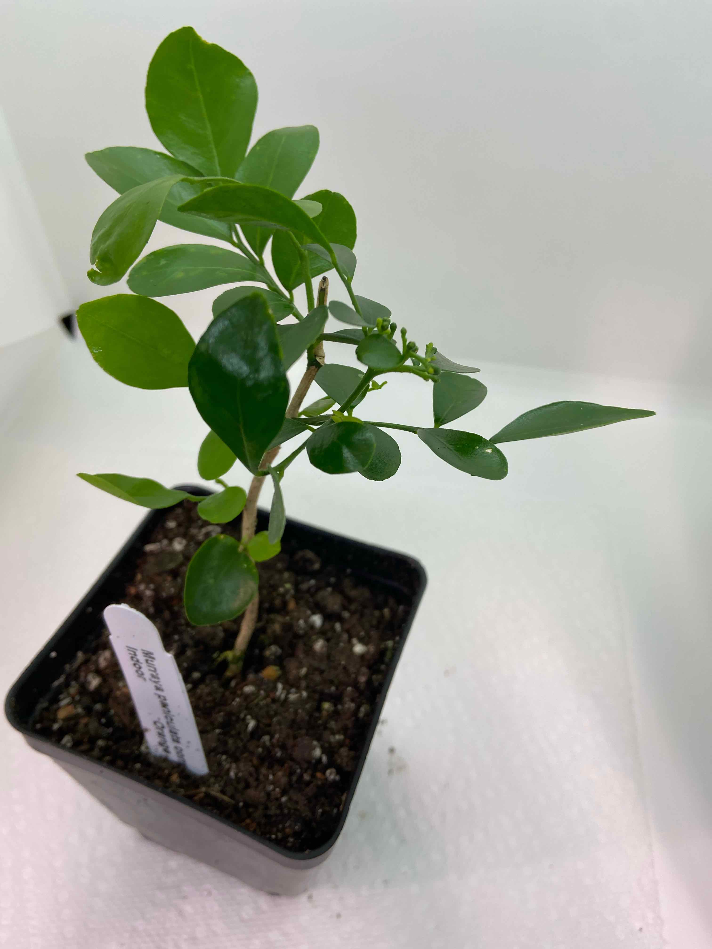 Young Mock Orange plant in a small pot with healthy green leaves and visible soil.