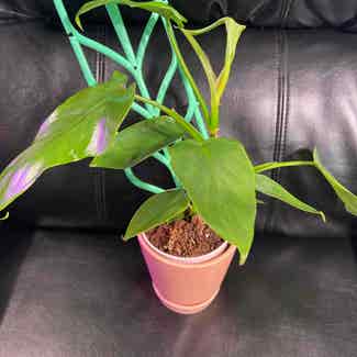 Philodendron Gold Violin plant in Somewhere on Earth