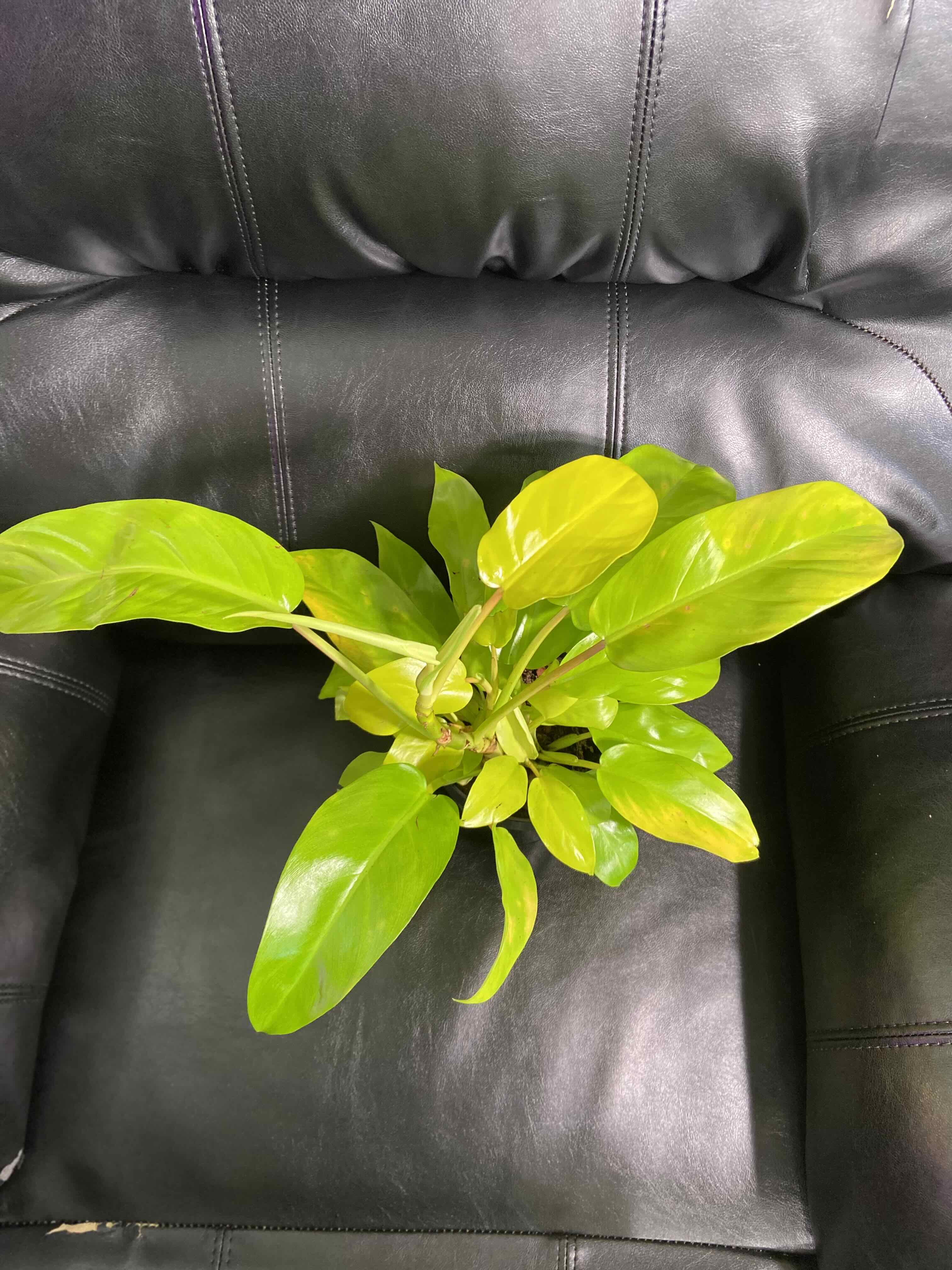 Philodendron 'Malay Gold' plant with vibrant green leaves and some yellowing, placed on a black leather chair.