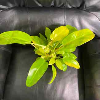 Philodendron 'Malay Gold' plant in Somewhere on Earth