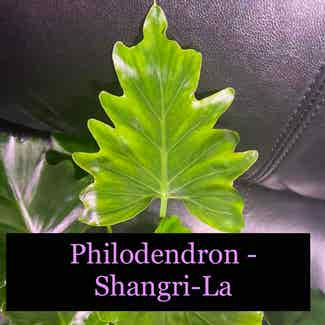 Shangri-La Philodendron plant in Somewhere on Earth