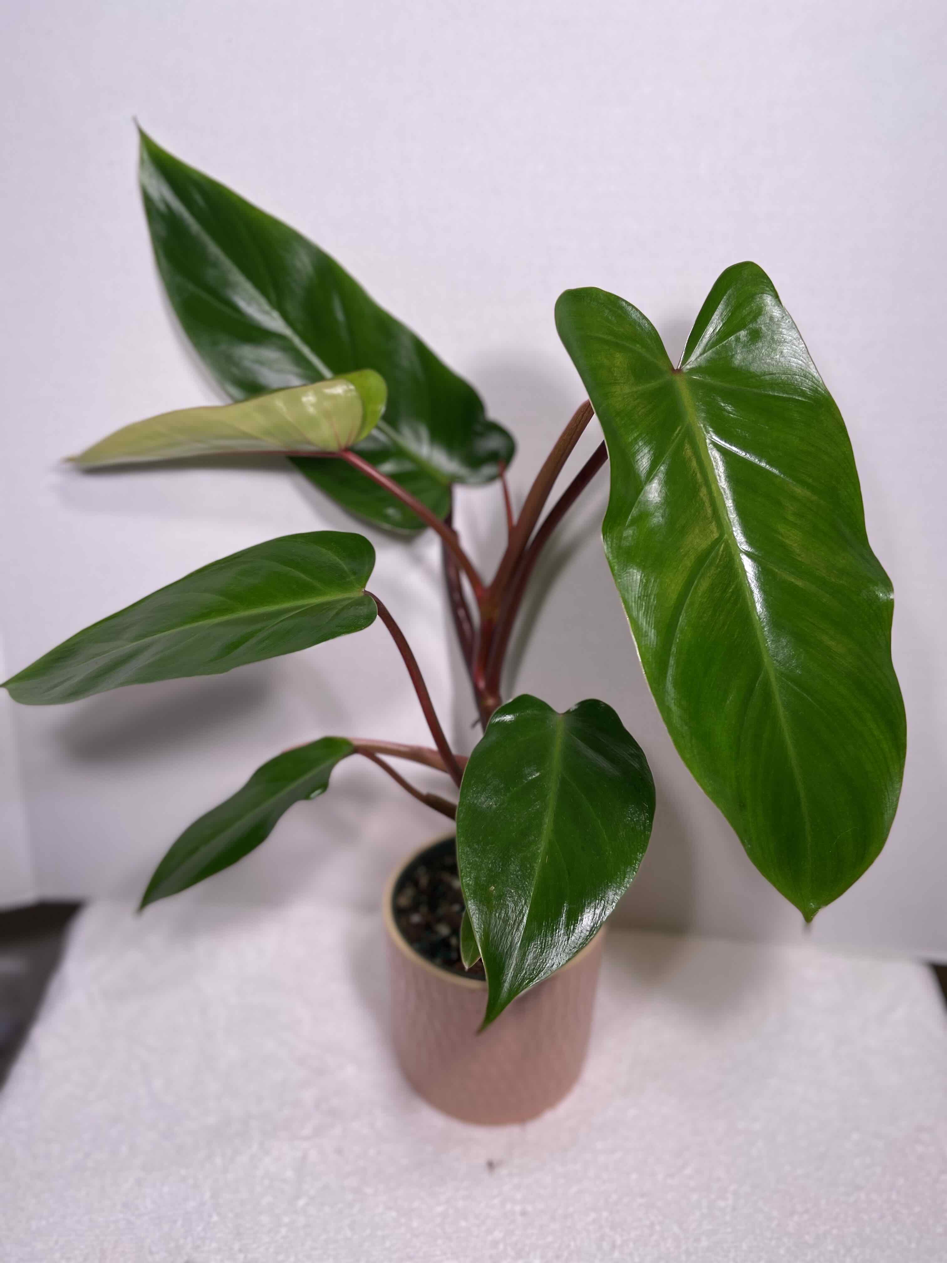 Red Emerald Philodendron plant in a pot with vibrant green leaves, well-framed and in focus.