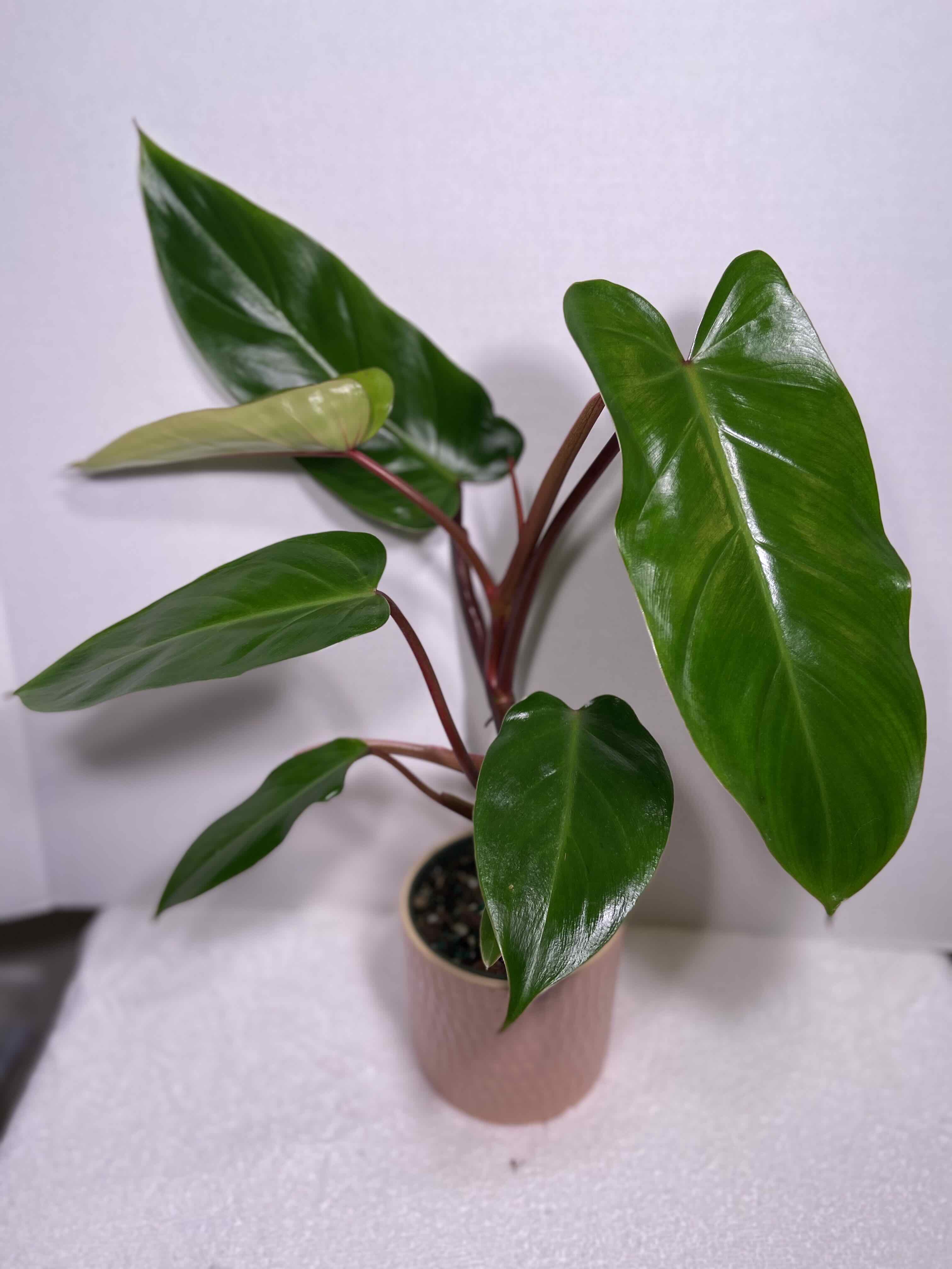 Red Emerald Philodendron in a pot with vibrant green leaves, well-framed and in focus.