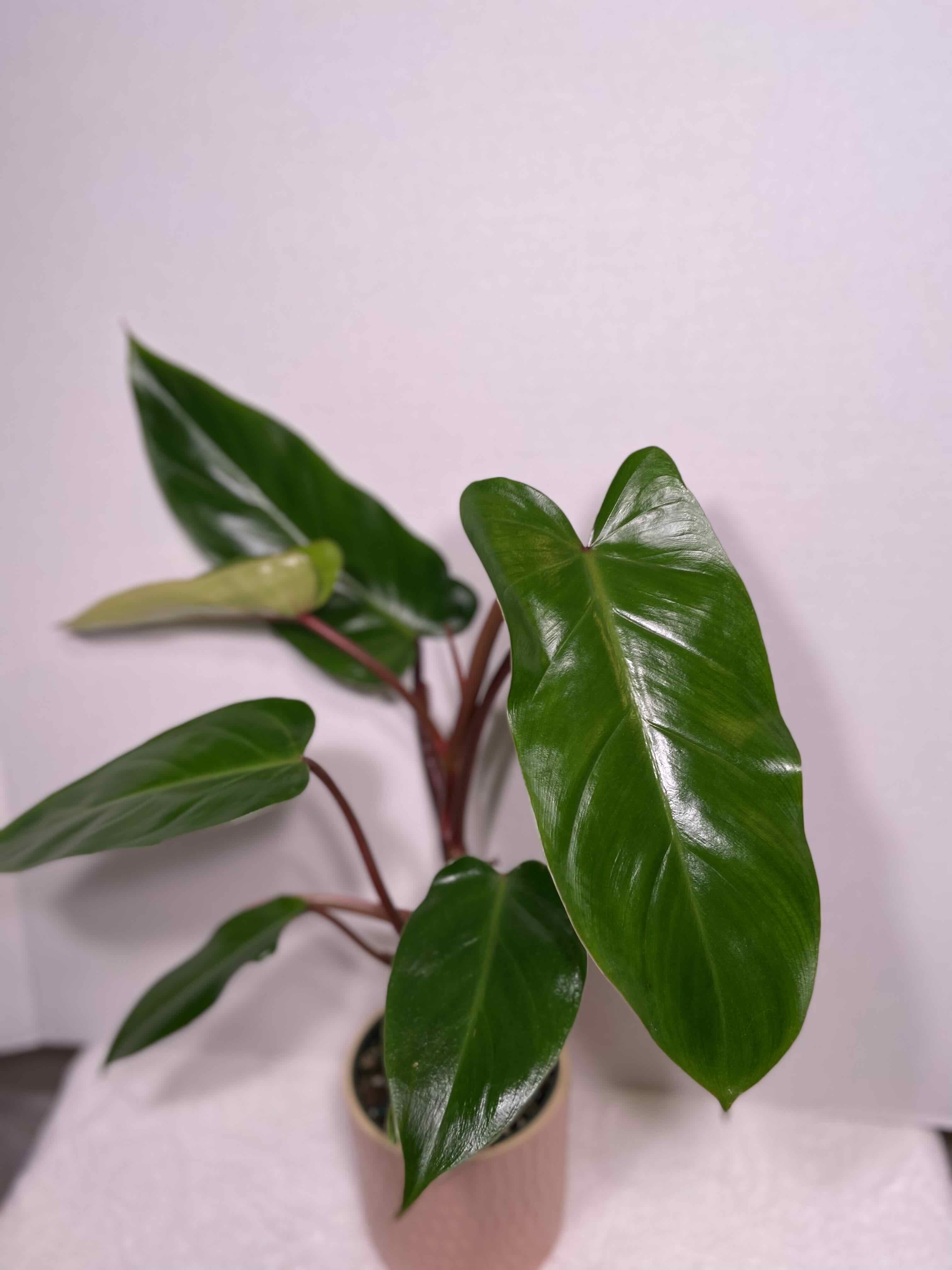 Red Emerald Philodendron with glossy green leaves in a pot.