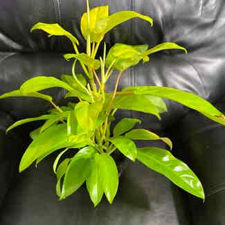 Philodendron 'Malay Gold' plant in Somewhere on Earth