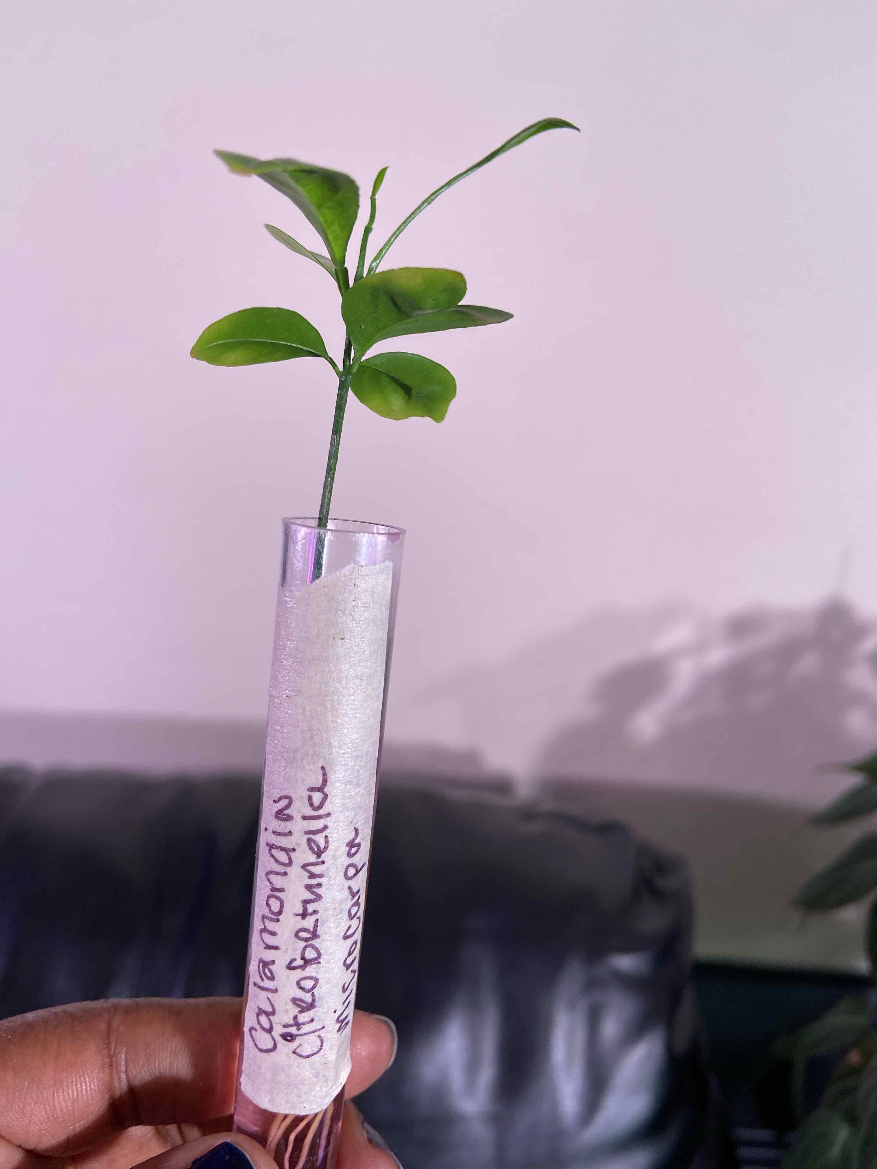 Calamondin plant in a test tube with a label, held by a hand.
