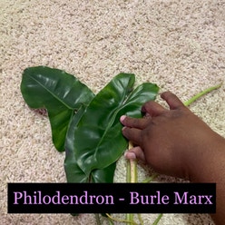 Burle Marx plant