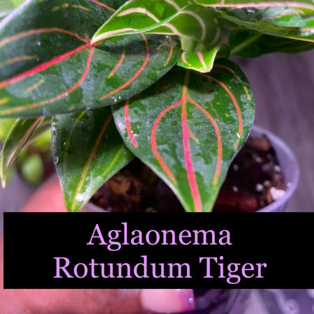 Photo of the plant species Aglaonema commutatum 'Red Vein' by @AwesomePlants named Aglaonema - Rotundum Tiger on Greg, the plant care app