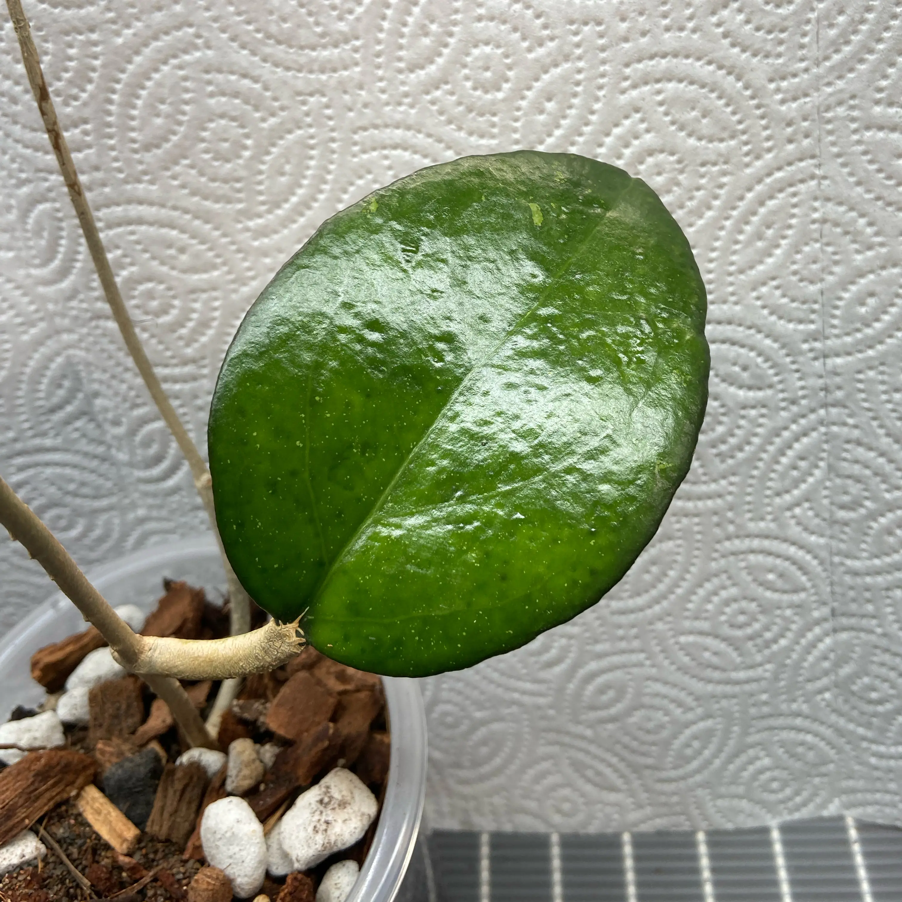 Photo of the plant species waxplant by @AwesomePlants named Hoya - Noelle on Greg, the plant care app