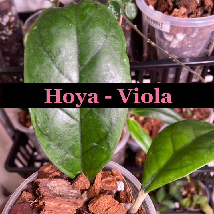 Photo of the plant species Hoya Viola by @AwesomePlants named Hoya - Viola on Greg, the plant care app