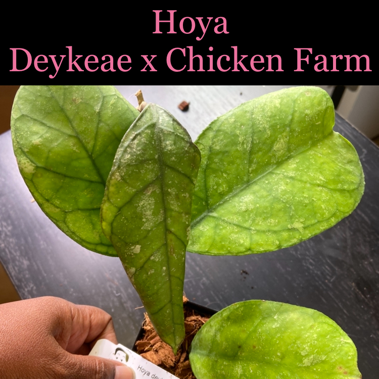 Photo of the plant species Hoya Deykeae by @AwesomePlants named Hoya - Deykaea x Chicken Farm on Greg, the plant care app