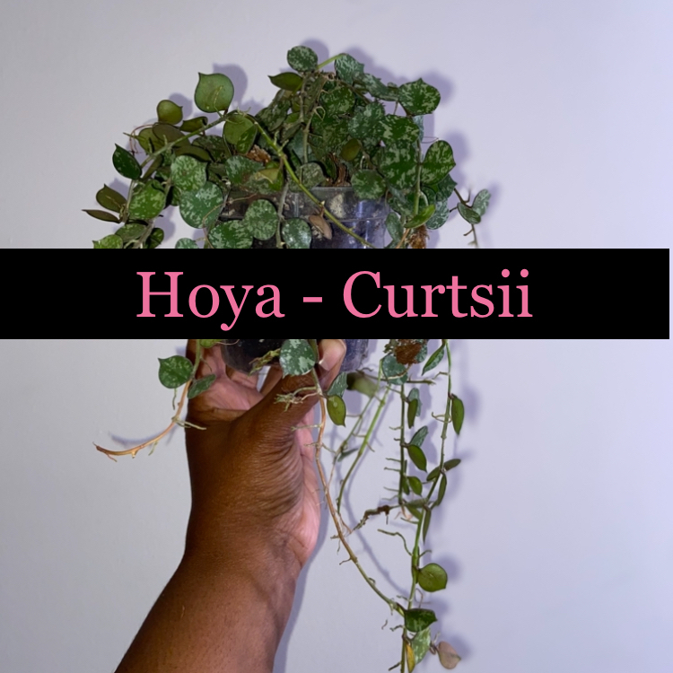 Photo of the plant species Water-Shield by @AwesomePlants named Hoya - Curtsii on Greg, the plant care app